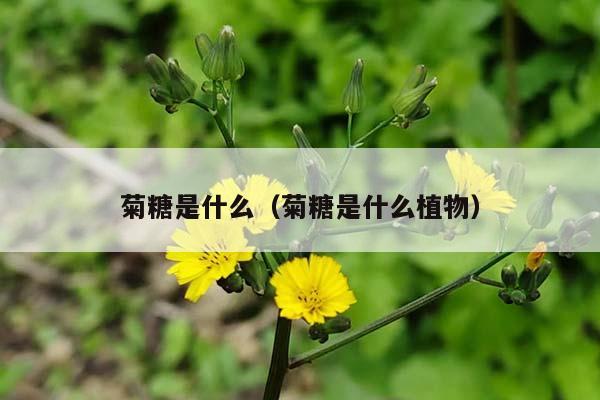 菊糖是什么（菊糖是什么植物）