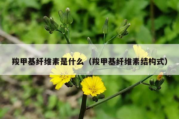 羧甲基纤维素是什么（羧甲基纤维素结构式）