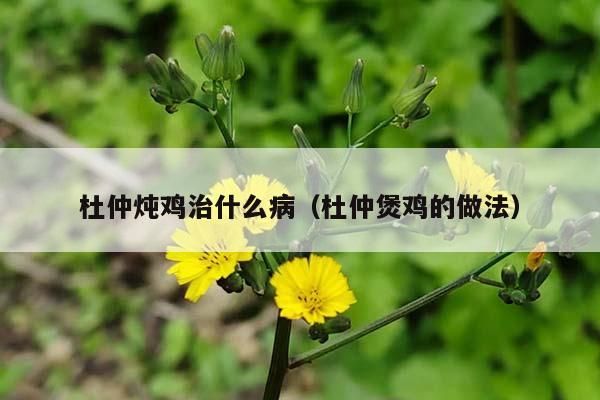 杜仲炖鸡治什么病（杜仲煲鸡的做法）