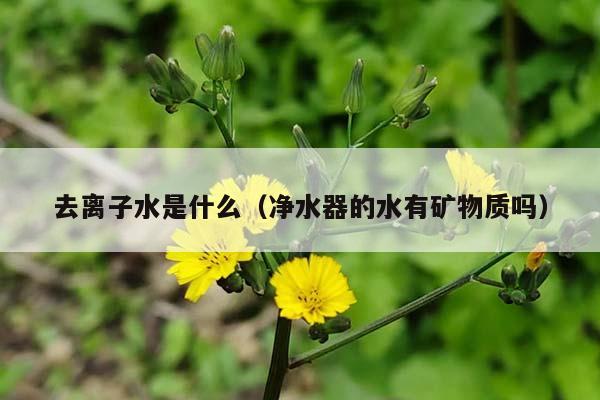 去离子水是什么（净水器的水有矿物质吗）