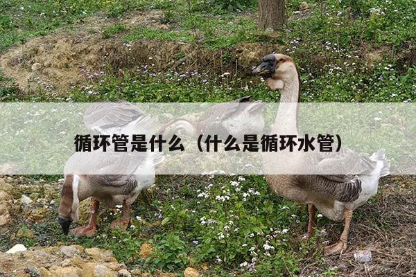 循环管是什么（什么是循环水管）