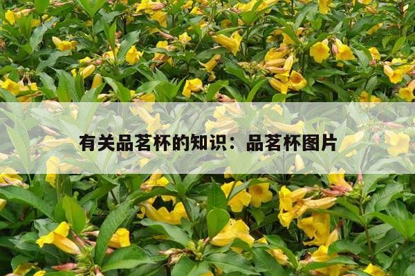 有关品茗杯的知识：品茗杯图片