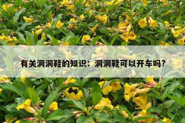 有关洞洞鞋的知识：洞洞鞋可以开车吗?