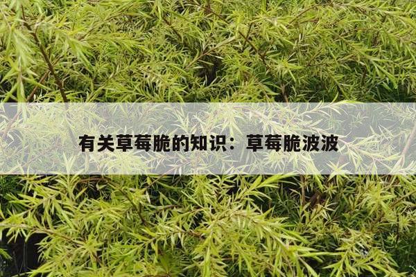 有关草莓脆的知识：草莓脆波波