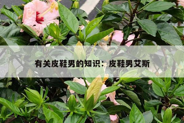 有关皮鞋男的知识：皮鞋男艾斯