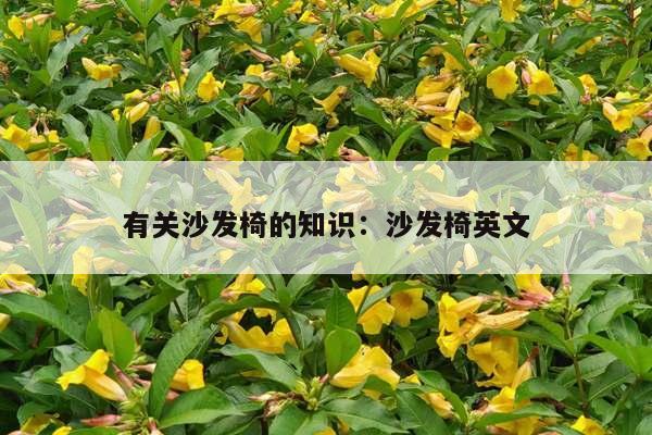 有关沙发椅的知识：沙发椅英文