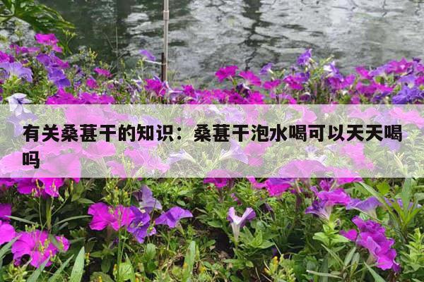 有关桑葚干的知识：桑葚干泡水喝可以天天喝吗