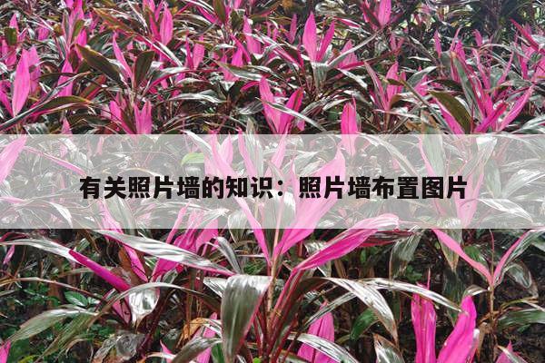 有关照片墙的知识：照片墙布置图片