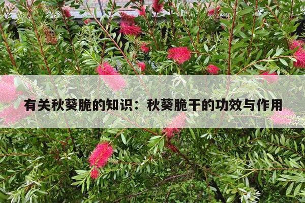 有关秋葵脆的知识：秋葵脆干的功效与作用