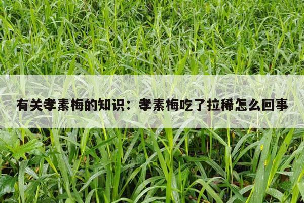 有关孝素梅的知识：孝素梅吃了拉稀怎么回事