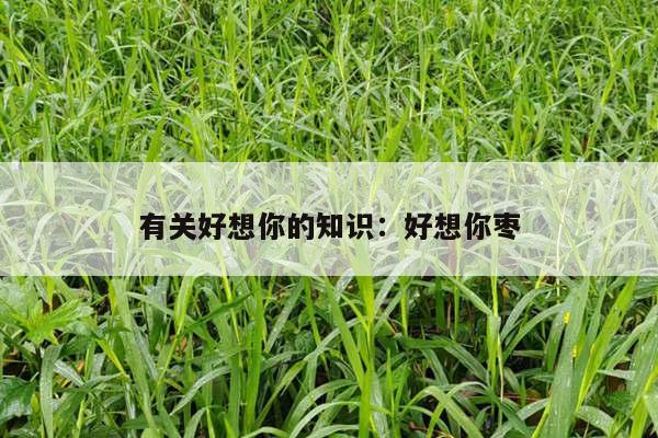 有关好想你的知识：好想你枣