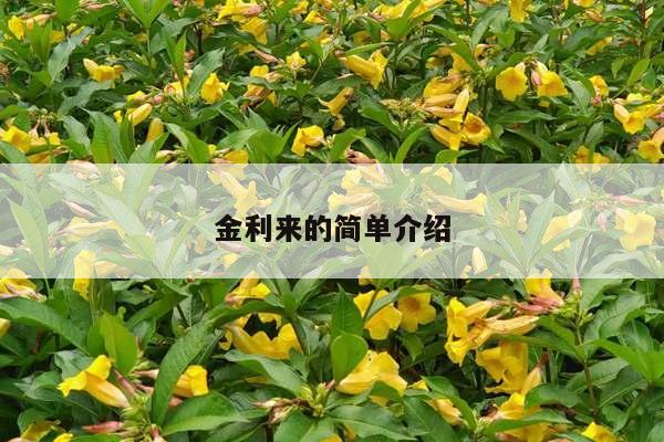 金利来的简单介绍