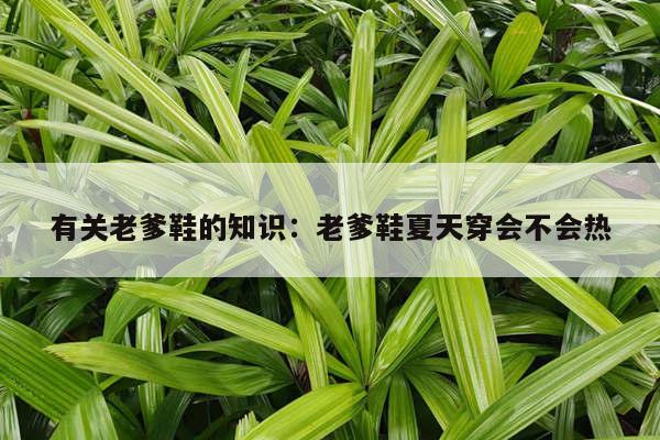 有关老爹鞋的知识：老爹鞋夏天穿会不会热