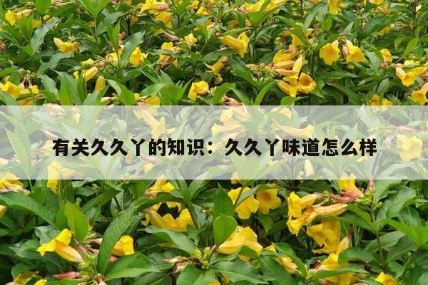 有关久久丫的知识：久久丫味道怎么样