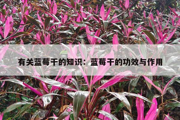 有关蓝莓干的知识：蓝莓干的功效与作用