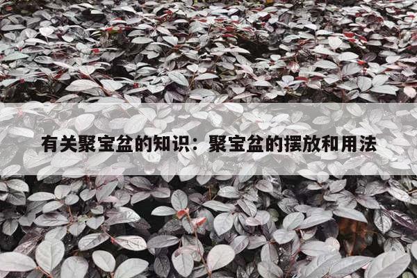 有关聚宝盆的知识：聚宝盆的摆放和用法