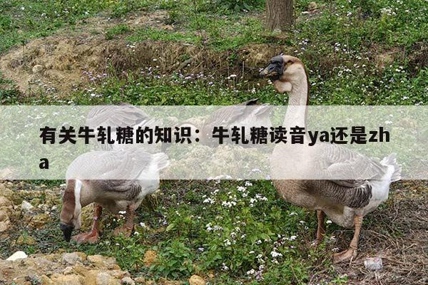 有关牛轧糖的知识：牛轧糖读音ya还是zha