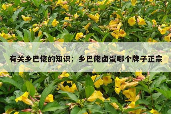 有关乡巴佬的知识：乡巴佬卤蛋哪个牌子正宗