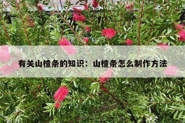 有关山楂条的知识：山楂条怎么制作方法