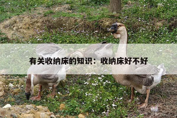 有关收纳床的知识：收纳床好不好