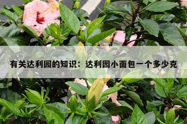 有关达利园的知识：达利园小面包一个多少克