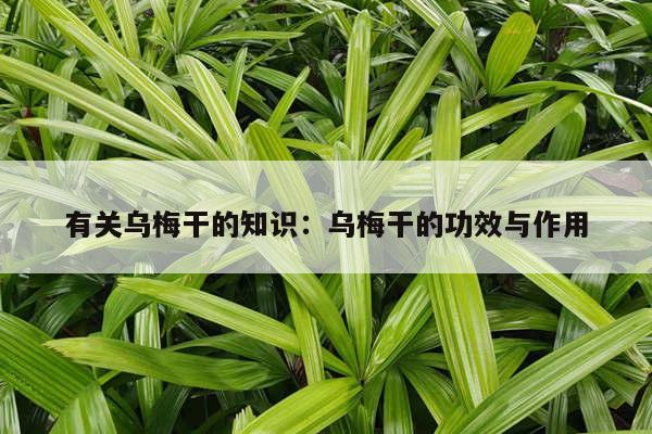 有关乌梅干的知识：乌梅干的功效与作用