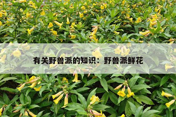 有关野兽派的知识：野兽派鲜花