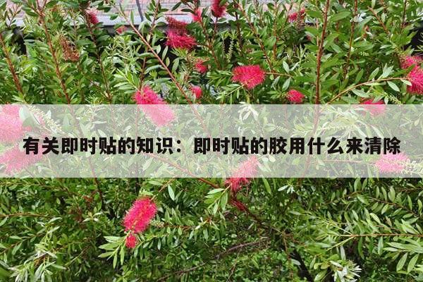 有关即时贴的知识：即时贴的胶用什么来清除