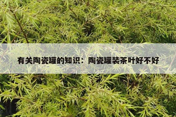有关陶瓷罐的知识：陶瓷罐装茶叶好不好
