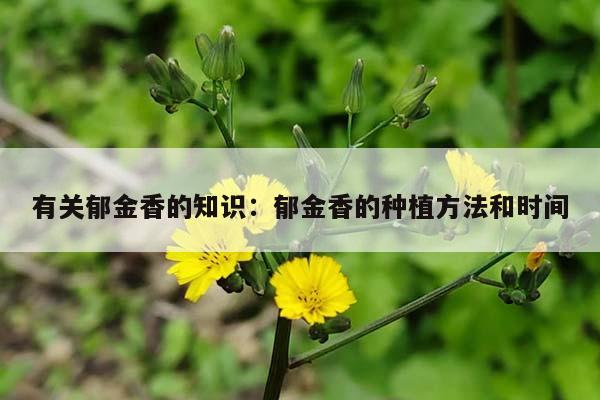 有关郁金香的知识：郁金香的种植方法和时间