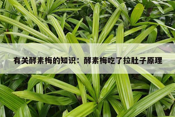 有关酵素梅的知识：酵素梅吃了拉肚子原理