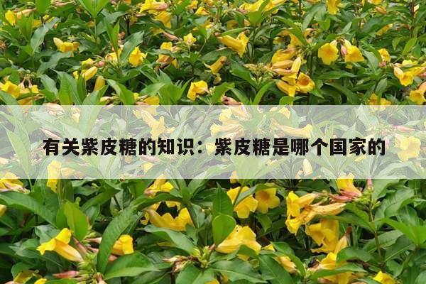 有关紫皮糖的知识：紫皮糖是哪个国家的