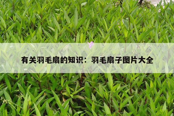 有关羽毛扇的知识：羽毛扇子图片大全