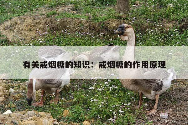 有关戒烟糖的知识：戒烟糖的作用原理