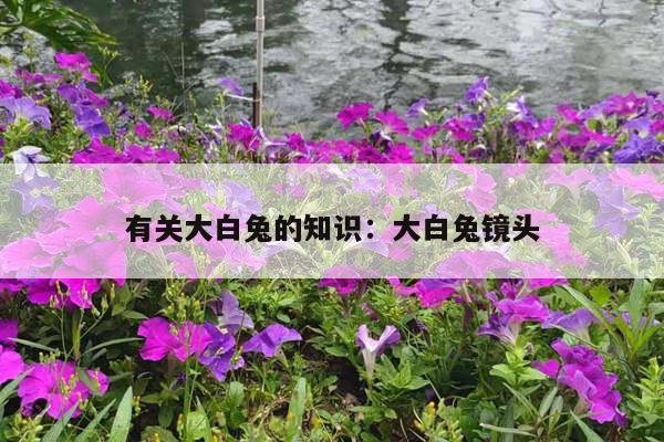 有关大白兔的知识：大白兔镜头