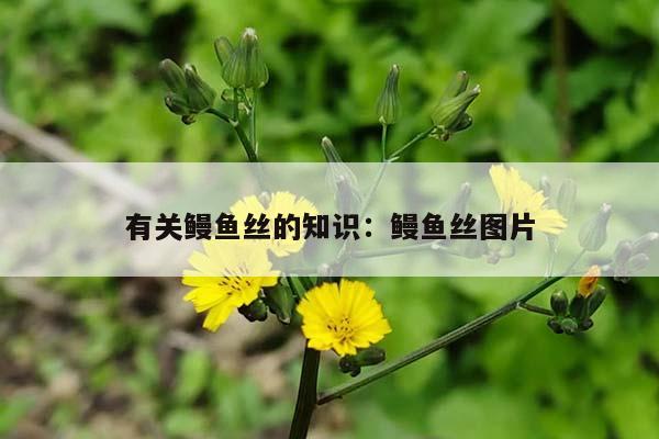 有关鳗鱼丝的知识：鳗鱼丝图片