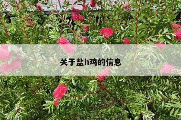 关于盐h鸡的信息