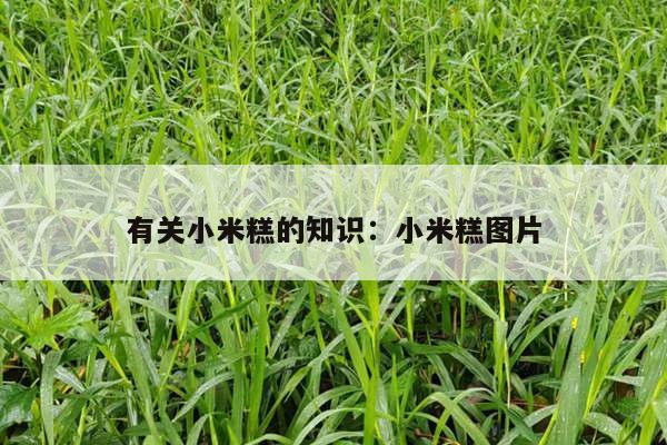 有关小米糕的知识：小米糕图片