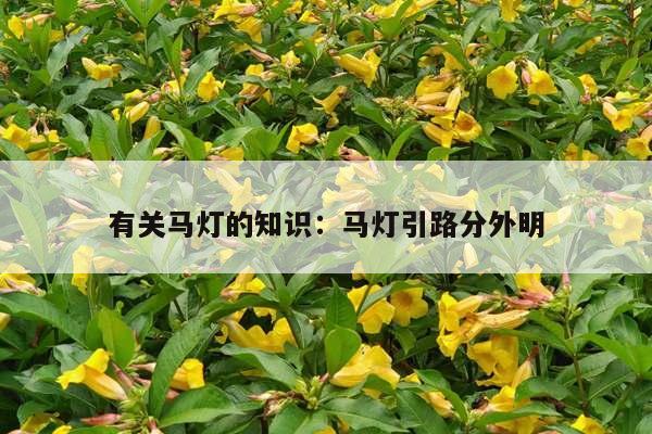 有关马灯的知识：马灯引路分外明