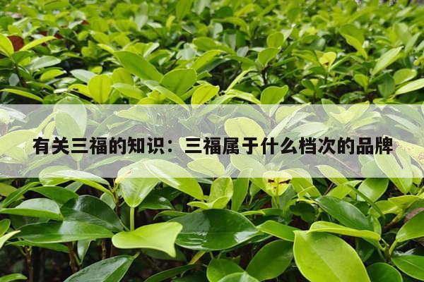 有关三福的知识：三福属于什么档次的品牌