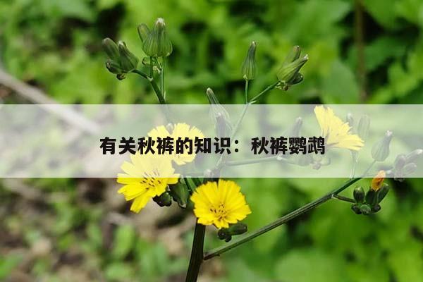 有关秋裤的知识：秋裤鹦鹉