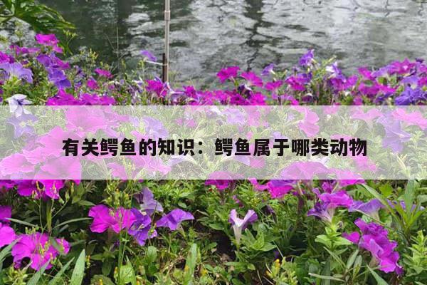 有关鳄鱼的知识：鳄鱼属于哪类动物