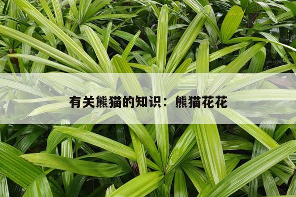 有关熊猫的知识：熊猫花花