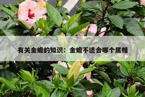 有关金蟾的知识：金蟾不适合哪个属相