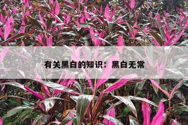 有关黑白的知识：黑白无常