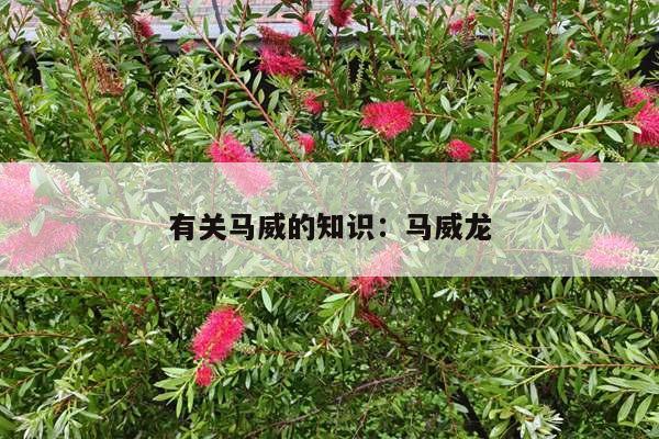 有关马威的知识：马威龙