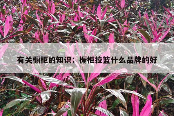 有关橱柜的知识：橱柜拉篮什么品牌的好