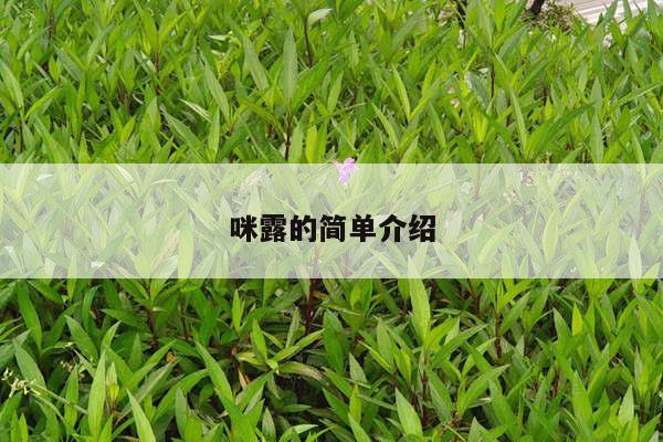 咪露的简单介绍