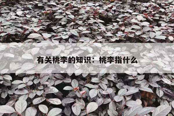 有关桃李的知识：桃李指什么