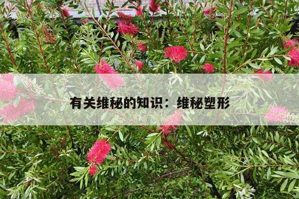 有关维秘的知识：维秘塑形